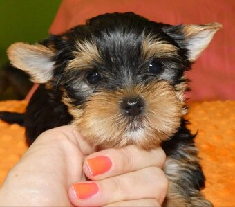 Sprzedam szczeniaki york terrier 2 pieski i 2 suczki - 4