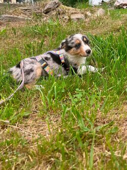 Border collie - 4