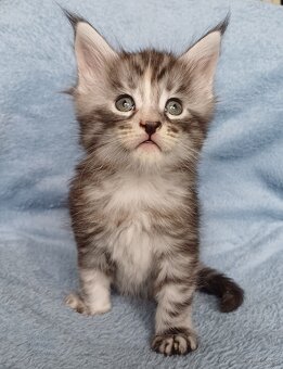 Maine Coon kotka rodowód fpl - 4