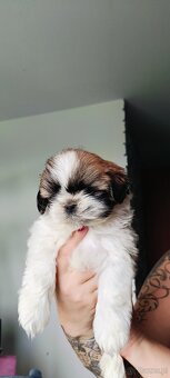 Shih tzu - 4