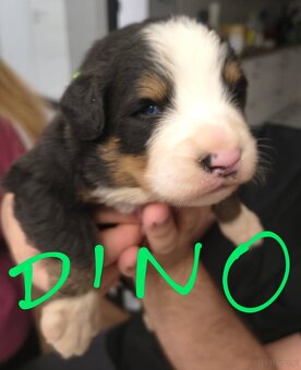 Berneński pies pasterski - 4