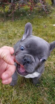 Buldog francuski suczki i pieski - 4