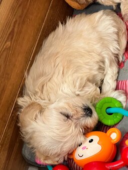 Maltipoo F1 cudne maluszki - 4
