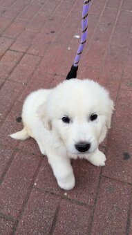 Sprzedam Szczeniaka Golden Retriver - 4