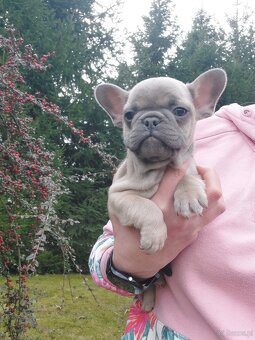 Buldog francuski suczka i piesek - 4