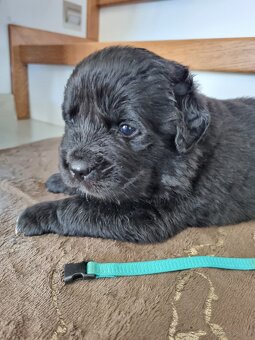 Nowofundland Niufki szczeniaki - 4