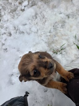 Oddam pieski w dobre ręce - 4