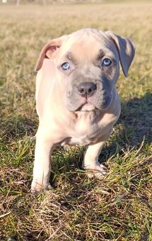 American Bully Standard - 4