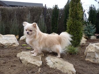 CHIHUAHUA – pies z rodowodem FCI - 4