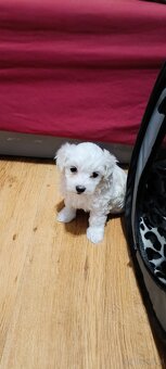 Szczeniaki maltańczyk - 4