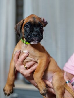 Boxer szczeniak rodowód bokser - 4