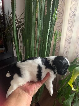 Piękne szczeniaki Shih Tzu o maści Bicolor - 4