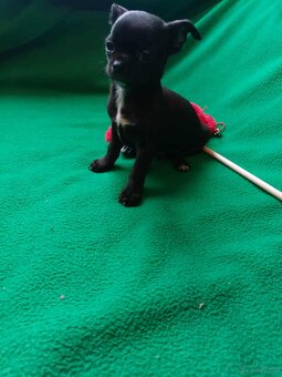 Śliczne suczki CHIHUAHUA - 4