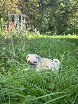 Mops suczka i piesek - 4