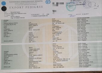 Pies Gończy Słowacki KOPOV ZKwP FCI - 4