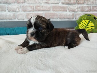 Pies rasy Shih Tzu z rodowodem - 4