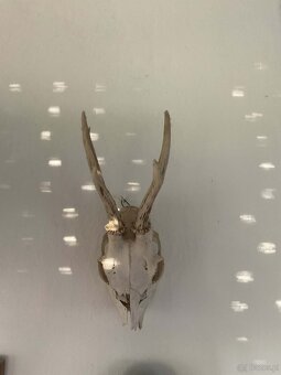 Sprzedaję poroże. - 4