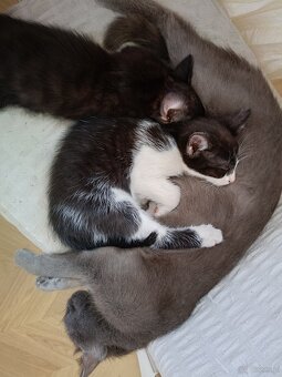 Oddam za darmo uroczą kotkę - 4