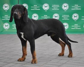 Reproduktory rasy GOŃCZY POLSKI użytkowe zapraszają suczki - 4