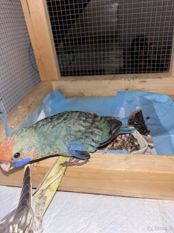 Sprzedam rozelle królewską ręcznie karmiona - 4