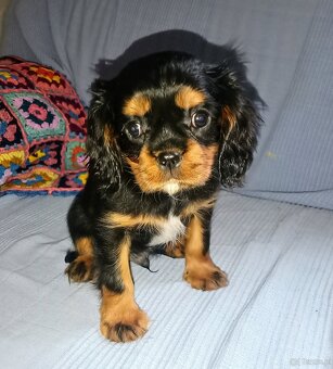 Gotowy do odbioru piesek Cavalier z rodowodem i wyprawką - 4