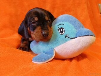 Szczeniaki jamnik standard krótkowłosy czarny podpalany - 4