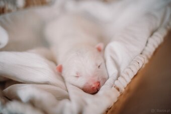 Samojed z FCI/PP – urodzone szczenięta z wyjątkowego skojarz - 4