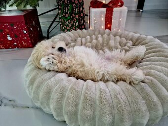 Urocza laleczka Maltipoo Lola juz do odbioru - 4