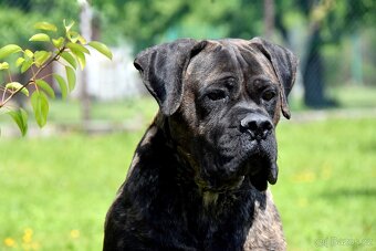 Cane Corso Suka z rodowodem FCI - 4