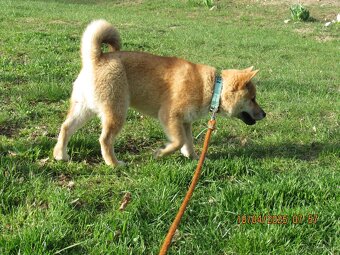 Shiba Inu - najstarszy w mioce, pięciomiesięczny piesek - 4