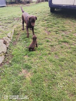 Prodám čistokrevné labradory - 4