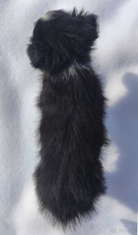 Suczka Border Collie z pełną dok. Rasowa z Hodowli - 4