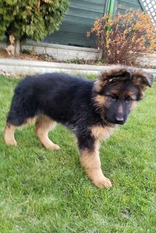 Owczarek niemiecki długowłosy - 4