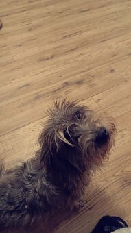 Siostry szukają domu. - 4