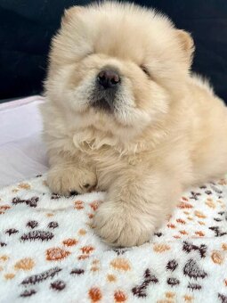 CHOW CHOW szczenięta kremowe - 4