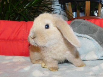 Baranki beżowe mini lop - 4