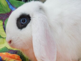 Baranki mini lop - 4