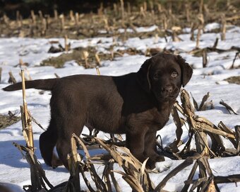 Labrador Retriever szczenie z rod ZKwP, FCI Badania Genetycz - 4