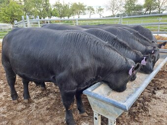 Byk hodowlany rasy Aberdeen Angus - 4