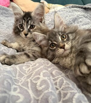 Maine Coon - 4