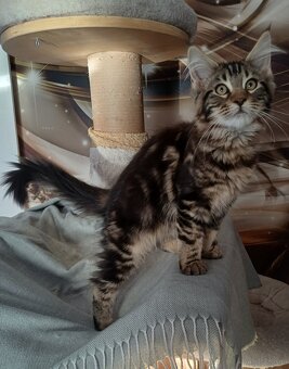 Maine Coon kotka rodowód fpl - 4