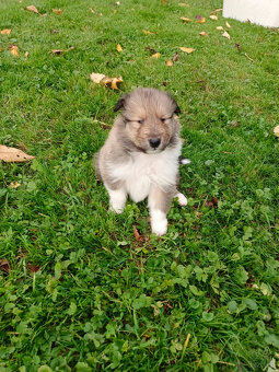 Owczarek szkocki długowłosy FCI Collie Rough - 4