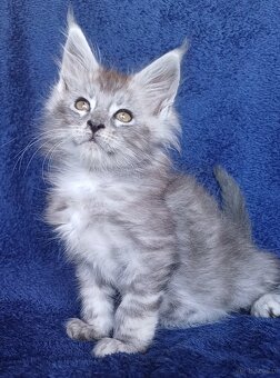 Maine Coon kocurek rodowód fpl - 4