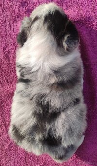 Szczenię BORDER COLLIE z Hodowli - Rasowy pies z pełną dok. - 4