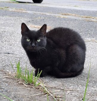 Mamba i Maurycy mama i synek szukają domu - 4