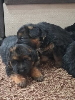 Szukam domu dla 2 szczeniaków owczarka niemieckiego - 4