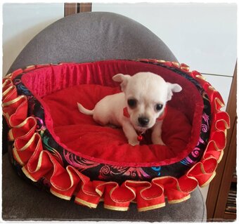 Chihuahua śliczny kremowo biały piesek - 4