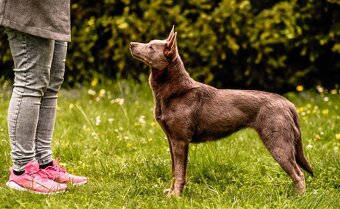 Australian kelpie - 4