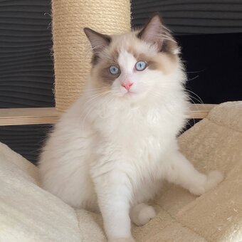 Kot kocurek Ragdoll - 4