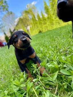 Szczeniaki dobermana - 4